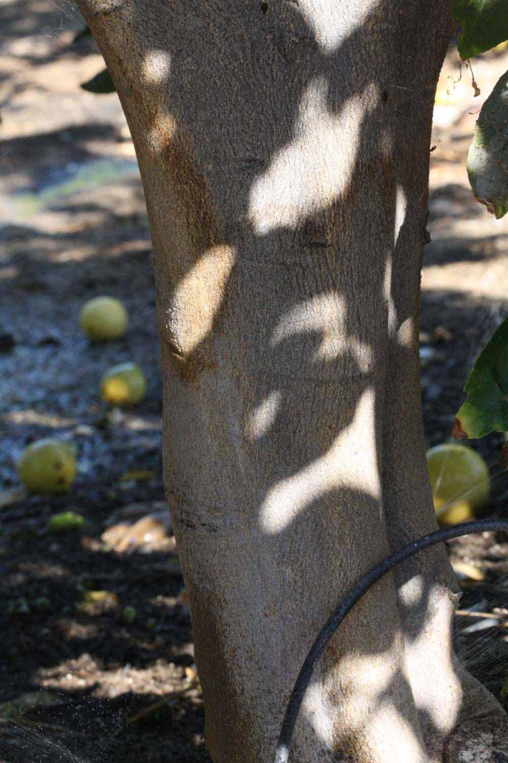            Bark (Riverside, CA)   